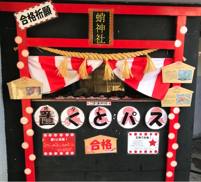 【下田海中水族館】～がんばれ受験生!!合格祈願水槽～置くとパス（オクトパス）展示開始！