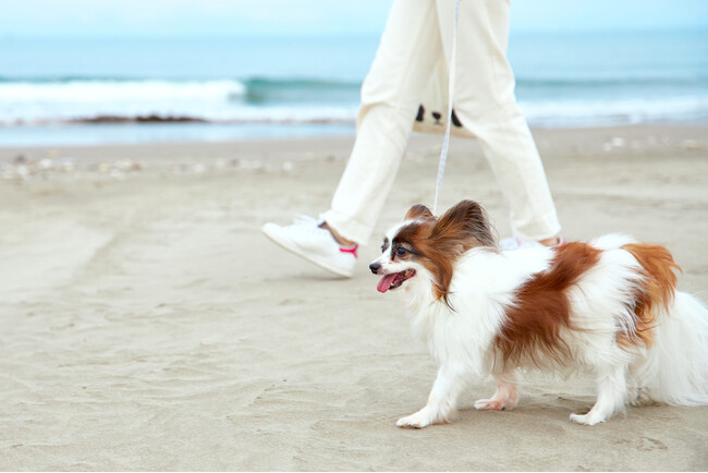 【愛犬の心身を整える究極の休日】Doggy’s Coast Oaraiにて、ドッグ整体師による「ワンちゃんリフレッシュ・整体ステイ」を開催！ ～ 愛犬の歩行や姿勢をサポートする新体験を提案 ～