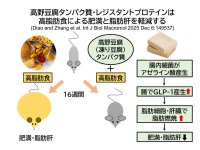 高野豆腐タンパク質・レジスタントプロテインが腸管でのGLP-1産生を高めて、高脂肪食投与マウスの体重増加・脂肪肝を防ぐ　＝高野豆腐による生活習慣病予防の可能性＝