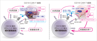 【東京医科大学】PD-1によるCAR-T細胞抑制機構を解明 〜CAR-T細胞療法の免疫チェックポイント阻害療法との併用に期待〜