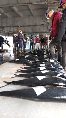【舞鶴市】舞鶴地方卸売市場で令和8年の初競り、多彩な地魚が集荷