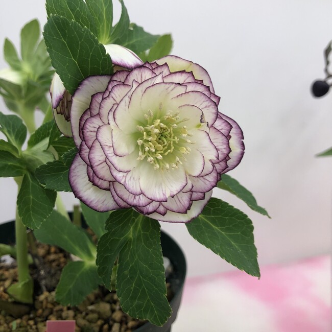 サンシャインシティ・クリスマスローズの世界展2026 ～魅惑の花たちの宴～ 見て・知って・買って・育てて楽しむ！全国から集まるクリスマスローズの逸品・名品