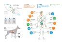 CBDの有効なメカニズムとは？