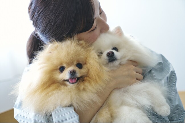 愛犬家の８割以上が「ドライヤー、持たずに乾かしたい」と回答。“もう片手ドライに戻れない”ハンズフリー・ペット用ドライヤーという新習慣