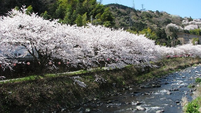 【奥湯河原温泉 海石榴つばき】3月限定 春の門出を祝う 海石榴のお祝い懐石プラン
