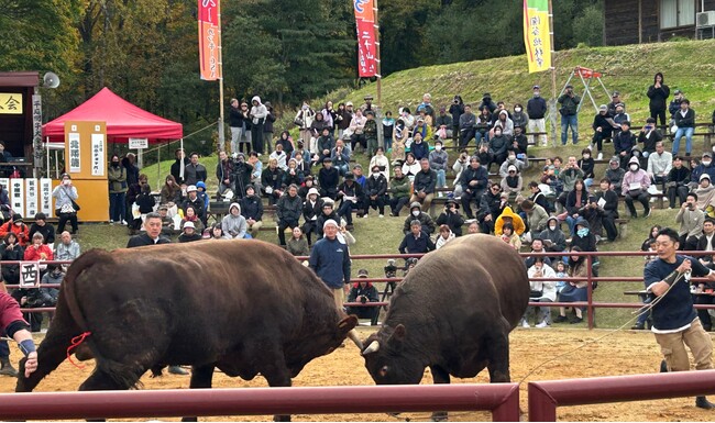 「人と牛が共に生きる文化を旅する」岩手県久慈市で闘牛体験ツアー販売開始、2026年全国闘牛サミット開催へ