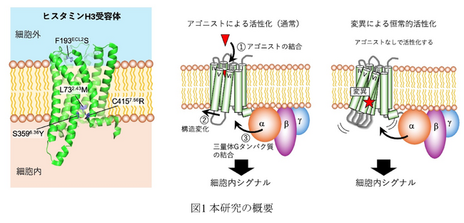 ヒスタミンH3受容体の恒常的活性を制御する構造決定因子を解明 ～GPCR研究の進展と新たな神経疾患治療薬開発に一歩前進～