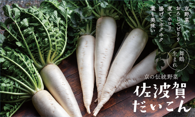 舞鶴の京野菜「佐波賀だいこん」出荷開始　イオン等での販売も