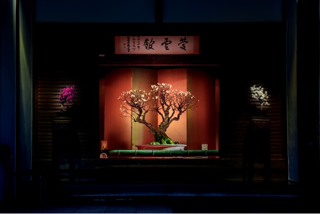 新春の風物詩・日本最大級の梅の盆栽展「第75回長浜盆梅展」 開催