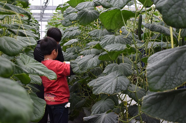 welzo研究農場×野の花学園　きゅうり収穫体験を実施しました