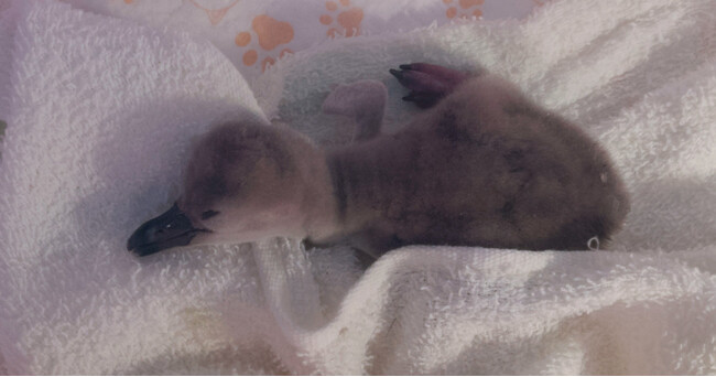 【DMMかりゆし水族館】フンボルトペンギンの赤ちゃん『いちご』が誕生!