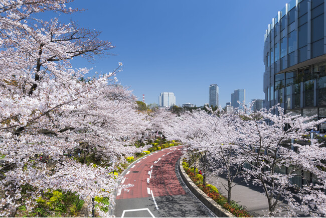 東京ミッドタウンで春を満喫　都心で楽しむ桜並木と花×アート「MIDTOWN BLOSSOM 2026」開催