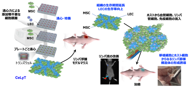 細胞移植による機能的なリンパ節の再生に世界ではじめて成功 ～添加物不要かつ簡便な細胞積層技術。二次性リンパ浮腫の根本治療実現に大きく前進～