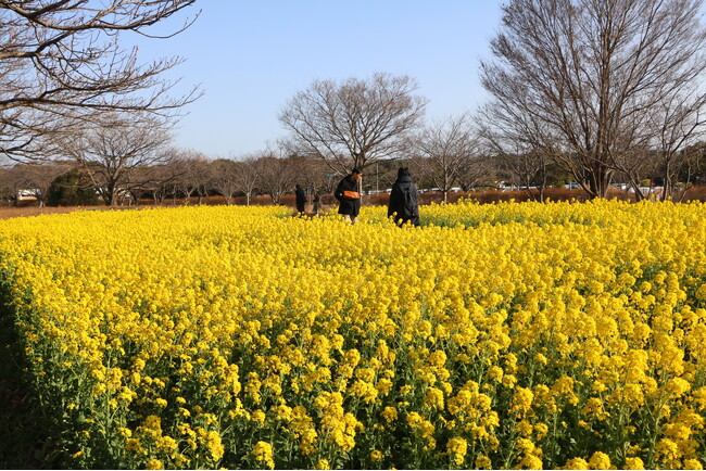 一面黄色に染まる菜の花畑【国営海の中道海浜公園】