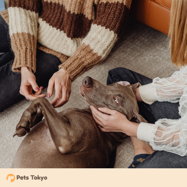 【Pets Tokyo調査】実はやりがち?獣医師が教える「ペットのお世話NG集」