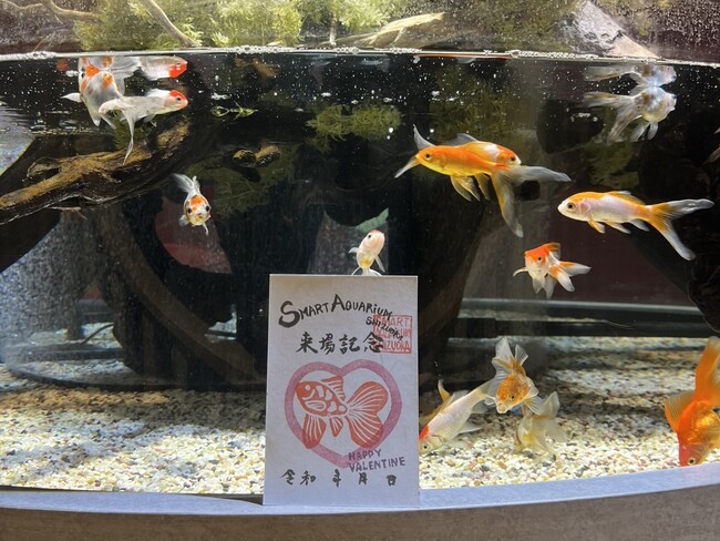 バレンタイン特別展～尾びれがハート！ブリストル朱文金～