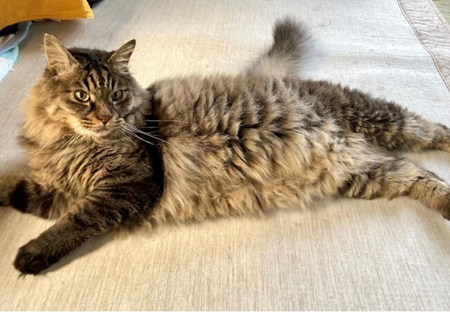 「飼い主のいない猫を救いたい」目の前にいる一匹一匹の命に向き合うふるさと納税クラウドファンディングを実施