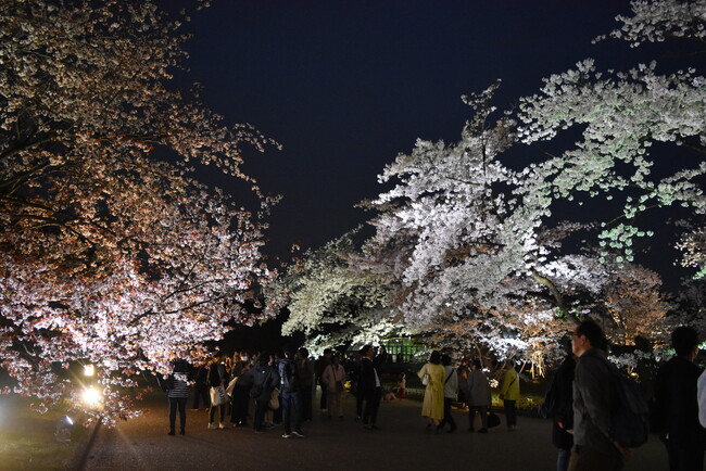 LIGHT CYCLES KYOTO（ライトサイクル京都）桜の季節を先取りする「春待ちのイルミネーション」を2月13日よりスタート