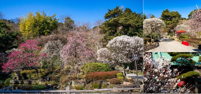長谷寺拝観引換券付き 早春の特別ステイプランを販売