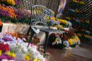 早春の草花展(2) 早春の草花展(2)