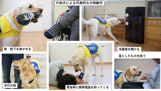【日本介助犬協会】愛知と神奈川で2組同時に合同訓練実施中！