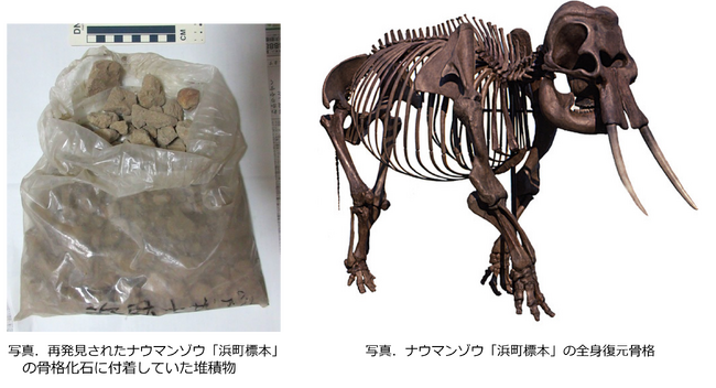 ナウマンゾウ化石に付着していた堆積物から生息当時の環境を復元することに成功しました！