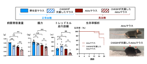 ダイアベティス（糖尿病）に伴う筋肉の衰えを防ぐ仕組みを解明