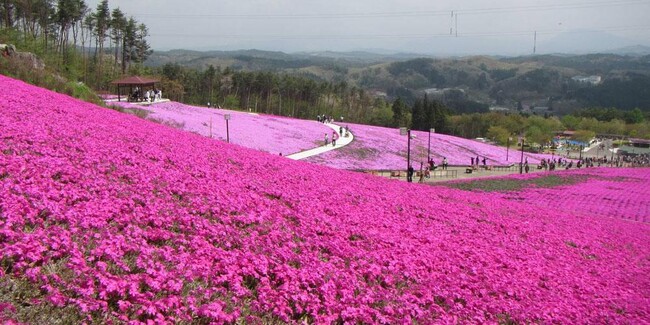 電気代が地域貢献につながる新しい取り組みを開始「みんな電力」の買電資金が地域観光整備に活用