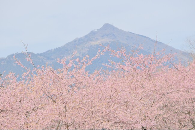 【2月下旬より桜リレー スタート！】早咲きの河津桜から晩春の八重桜まで約2ヶ月にわたり桜を堪能