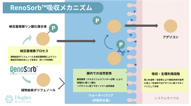 発酵科学が拓く次世代フェムケア素材「RenoSorb(TM)」、日本市場向け優先展開を開始