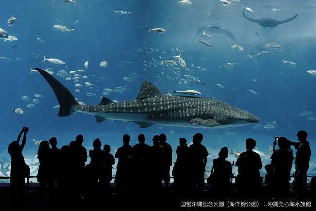 リンクティビティ、沖縄観光の人気スポット「沖縄美ら海水族館」と販売連携を開始
