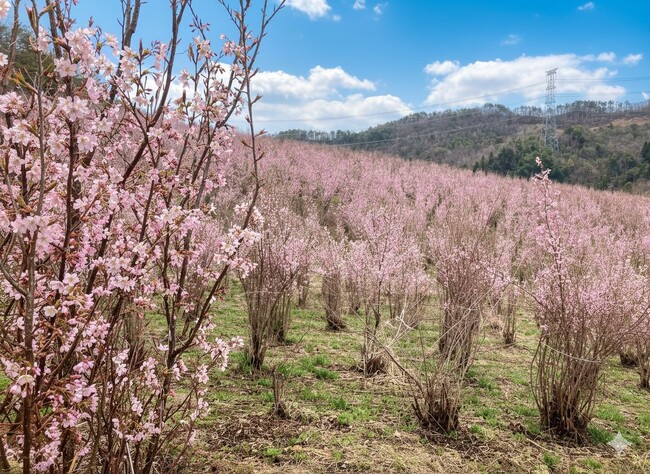 満足度96％！日比谷花壇と山形県西川町が贈る、日本一の啓翁桜を“五感”で巡る第3回アグリツアー開催。店舗・オンライン・旅で地域のファンを創出