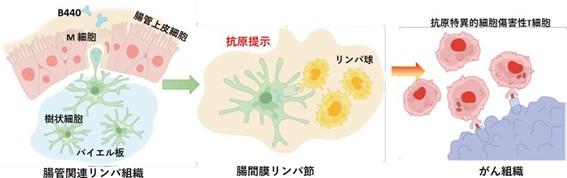 第三者割当増資による第４次シードラウンドB　5,010万円の資金調達完了のお知らせ