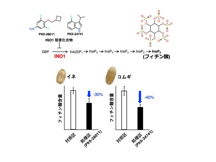 【Nature Food誌掲載】東洋大学の研究グループが穀物の栄養改善へ 世界初「フィチン酸」を化学的に減らす新しい手法を開発 ~遺伝子改変を伴わず、イネとコムギの栄養価を改善~
