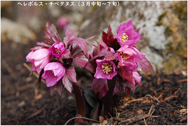 【六甲高山植物園】3月14日（土）シーズンオープン！ シーズンオープン記念『横山直樹氏特別ガイド』開催