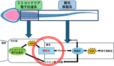 【横浜市立大学】ヒトを含む哺乳類の精子運動を支えるエネルギー産生経路を発見