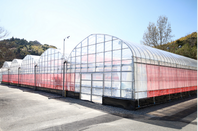 周防大島においていちご農園「マリッサベリーファーム」を開園