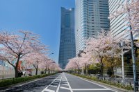 みなとみらい21さくらフェスタ2026　2026年3月21日(土)～3月29日(日)開催