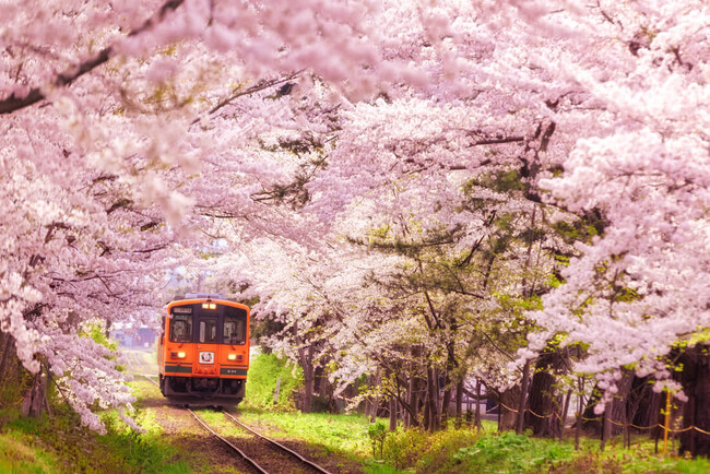 「一生に一度は見たい！」弘前の桜と、伝統工芸の職人技に出会う旅。フェリシモ「大人旅」、春の青森・1泊2日プランを販売開始