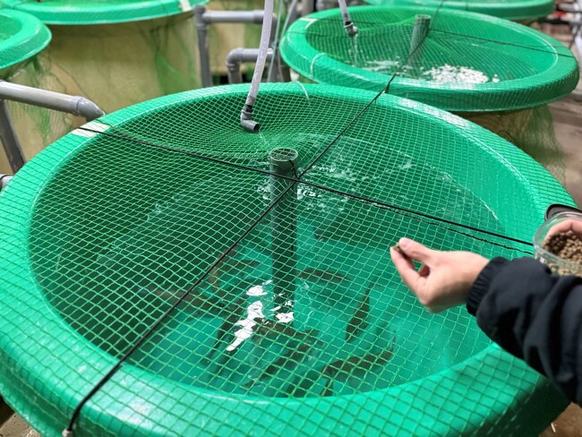 昆虫を10%配合したマダイ用のエサで水槽試験を開始