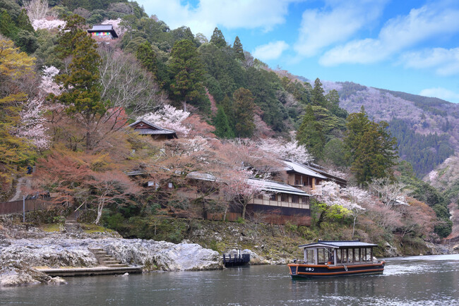 【星のや京都】つぼみから、満開、散りゆく桜。桜のうつろいを楽しむ雅な春のアクティビティを提案
