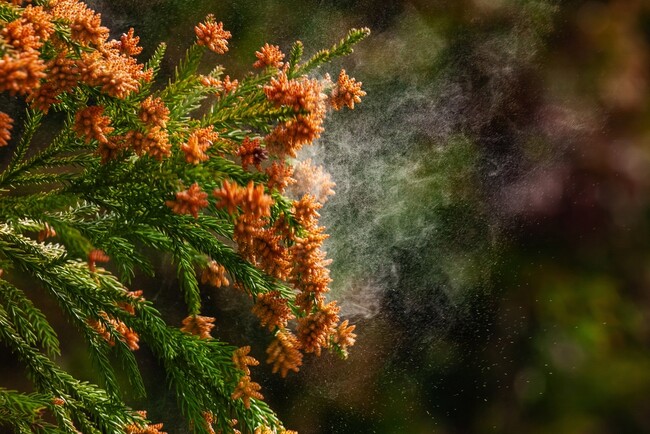 ■【現代男性が陥る「花粉症負け」とは？】男性６割が自覚「花粉薬で鼻水・かゆみは抑えても、“外見ダメージ“は残る（57.5%）」　～　花粉症による 