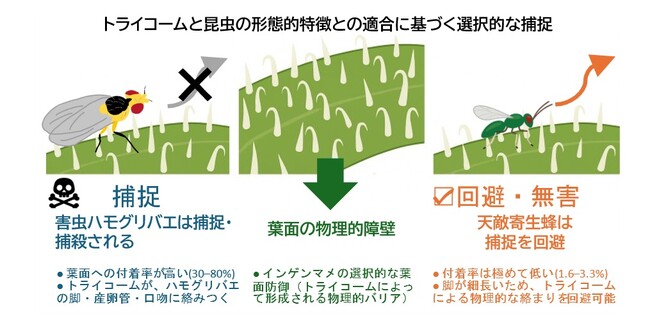 害虫は捉えて天敵は活かす:葉の微細構造がつくる“選択的防除”のメカニズム