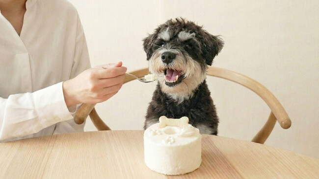 【新ブランド『Paw＆me』誕生】手作りシフォンケーキ専門店『This is CHIFFON CAKE.』から独立し、2026年2月9日公式オンラインサイトをオープン。