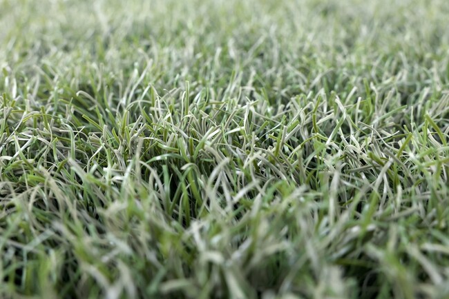 海を含めた自然界で分解する生分解性人工芝「Re Green Grass 9」