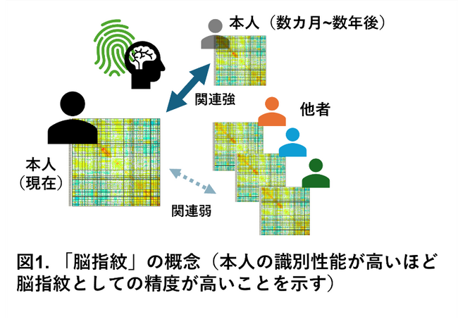 うつ病患者の脳内ネットワークにおける「独自性」の低下を発見～個人の脳の「指紋」を指標とした新たな客観的診断法の開発に期待～