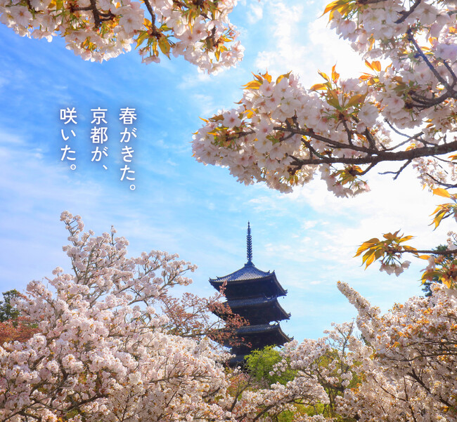 桜・椿・梅が彩る花の都、京都で心ゆくまで花を愛でる「特別拝観」と光・音・香の演出による「夜桜アートライトアップイベント」を堪能！「そうだ 京都、行こう。」2026年春キャンペーンが2月10日（火）開始
