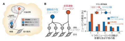 【玉川大学脳科学研究所 研究成果】 なぜヒトの手はこんなに器用？ ～ 古い神経回路と新しい神経回路が役割分担して柔軟さと安定性を両立させていることを発見