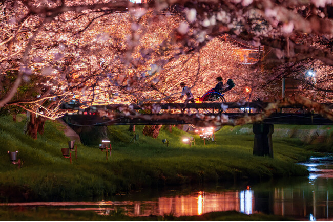 【界 玉造】温泉街に咲く約400本の桜並木を愛でる「桜舞うたまゆら滞在」今年も開催