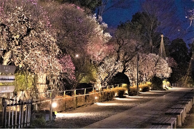 【東京・大田区】～池上梅園で春の香りを楽しみませんか～期間限定でライトアップします！
